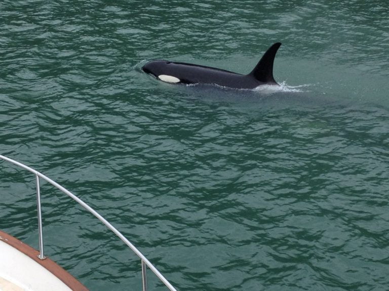 More Killer Whales (ORCA)