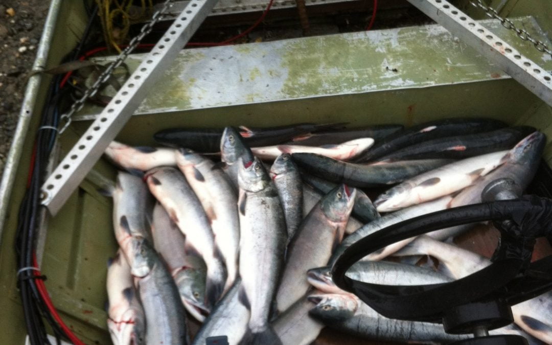 Subsistence river fishing