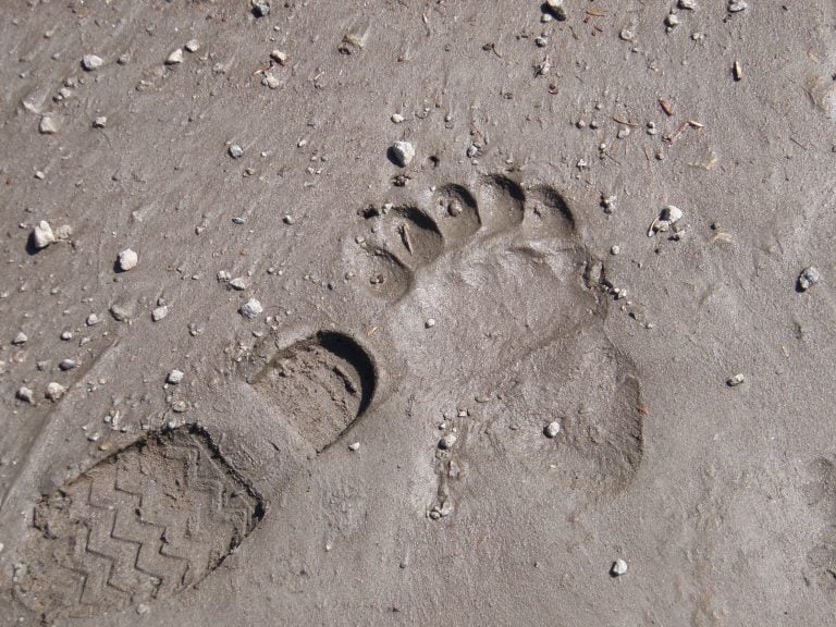 Brown Bear print in the sand with size 12 footprint.