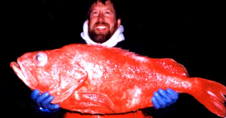 205 year old Red Snapper