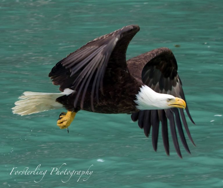 Eagles by Tom Forsterling