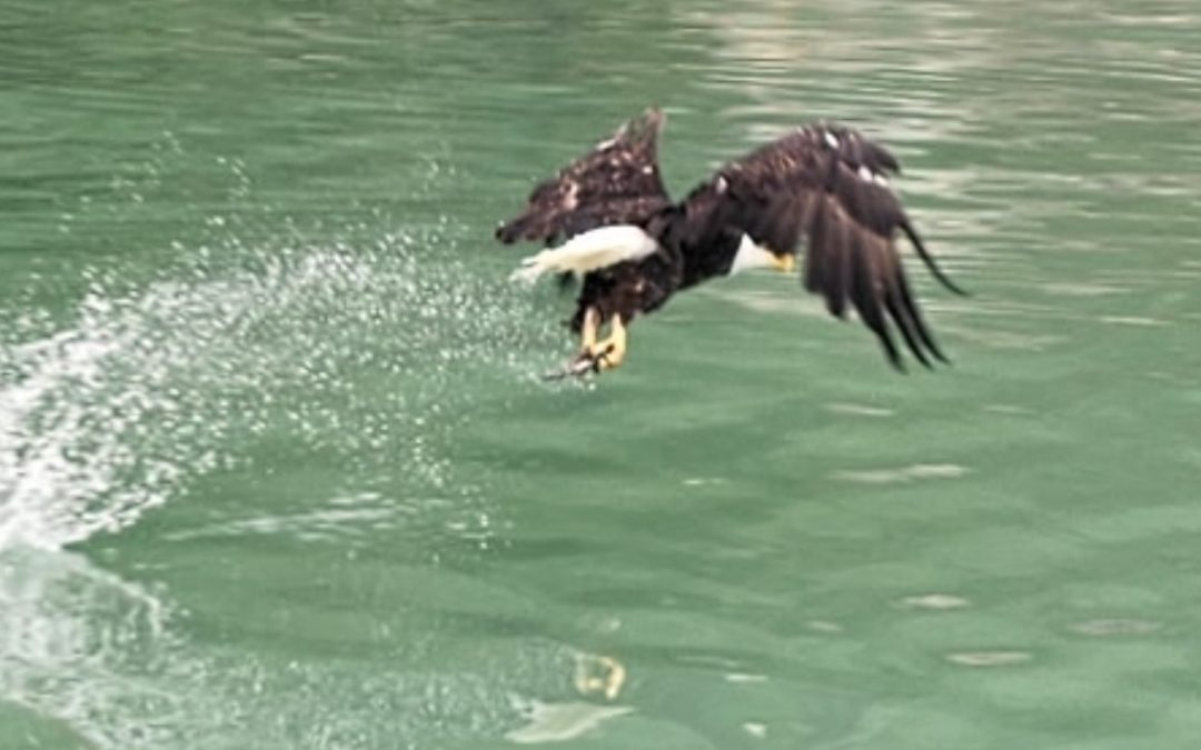 Eagle plucking fish from the water